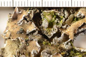  ( - O-L-186149)  @11 [ ] CreativeCommons - Attribution Non-Commercial (2019) Gunnhild Marthinsen University of Oslo, Natural History Museum