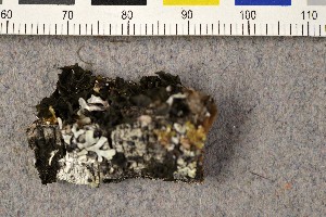  (Collema subflaccidum - O-L-186178)  @11 [ ] CreativeCommons - Attribution Non-Commercial (2015) Trude Magnussen Natural History Museum, University of Oslo, Norway