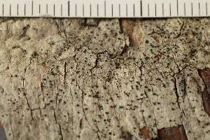  ( - O-L-186209)  @11 [ ] CreativeCommons - Attribution Non-Commercial (2019) Gunnhild Marthinsen University of Oslo, Natural History Museum