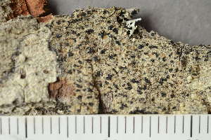  ( - O-L-186336)  @11 [ ] by-nc (2020) Einar Timdal Natural History Museum, University of Oslo, Norway