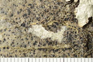  ( - O-L-186342)  @11 [ ] by-nc (2020) Einar Timdal Natural History Museum, University of Oslo, Norway