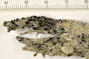  (Acolium - O-L-186924)  @11 [ ] CreativeCommons - Attribution Non-Commercial (2015) Trude Magnussen Natural History Museum, University of Oslo, Norway