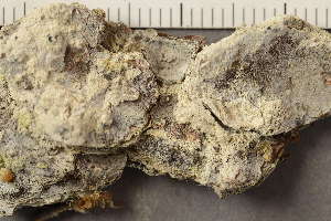  ( - O-L-187229)  @11 [ ] CreativeCommons - Attribution Non-Commercial (2019) Gunnhild Marthinsen University of Oslo, Natural History Museum