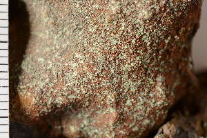  ( - O-L-190642)  @11 [ ] CreativeCommons - Attribution Non-Commercial (2017) Einar Timdal Natural History Museum, University of Oslo, Norway