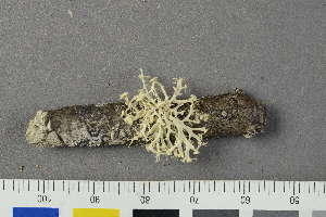  ( - O-L-194521)  @11 [ ] by-nc (2020) Einar Timdal Natural History Museum, University of Oslo, Norway
