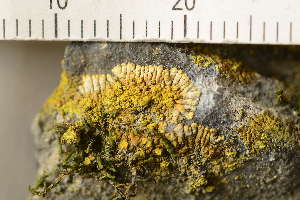  ( - O-L-194625)  @11 [ ] CreativeCommons - Attribution Non-Commercial (2019) Einar Timdal University of Oslo, Natural History Museum