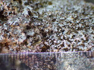  ( - O-L-195722)  @11 [ ] CreativeCommons - Attribution Non-Commercial (2014) Siri Rui Natural History Museum, University of Oslo, Norway