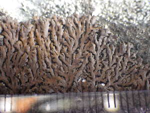  ( - O-L-195767)  @11 [ ] CreativeCommons - Attribution Non-Commercial (2014) Einar Timdal Natural History Museum, University of Oslo, Norway