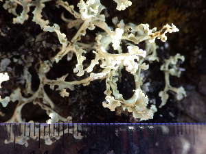  ( - O-L-195778)  @11 [ ] CreativeCommons - Attribution Non-Commercial (2014) Einar Timdal Natural History Museum, University of Oslo, Norway