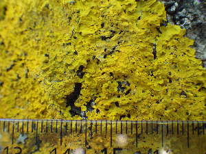 ( - O-L-195782)  @11 [ ] CreativeCommons - Attribution Non-Commercial (2014) Siri Rui Natural History Museum, University of Oslo, Norway