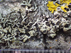  ( - O-L-195784)  @11 [ ] CreativeCommons - Attribution Non-Commercial (2014) Siri Rui Natural History Museum, University of Oslo, Norway