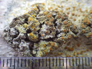  (Gyalolechia flavorubescens - O-L-195786)  @11 [ ] CreativeCommons - Attribution Non-Commercial (2014) Siri Rui Natural History Museum, University of Oslo, Norway