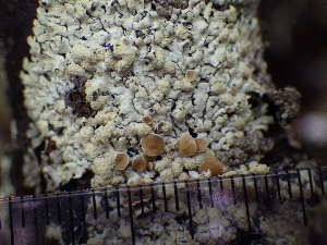  ( - O-L-195902)  @11 [ ] CreativeCommons - Attribution Non-Commercial (2014) Mika Bendiksby Natural History Museum, University of Oslo, Norway