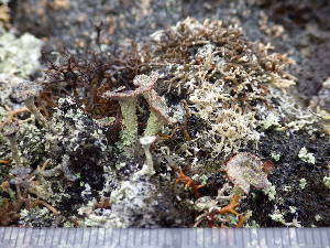  (Cladonia straminea - O-L-195976)  @11 [ ] CreativeCommons - Attribution Non-Commercial (2014) Gunnhild Marthinsen Natural History Museum, University of Oslo, Norway