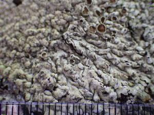  ( - O-L-195989)  @11 [ ] CreativeCommons - Attribution Non-Commercial (2014) Gunnhild Marthinsen Natural History Museum, University of Oslo, Norway