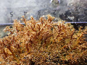  ( - O-L-196029)  @11 [ ] CreativeCommons - Attribution Non-Commercial (2017) Reidar Haugan University of Oslo, Natural History Museum