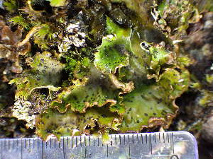  ( - O-L-196030)  @11 [ ] CreativeCommons - Attribution Non-Commercial (2017) Reidar Haugan University of Oslo, Natural History Museum