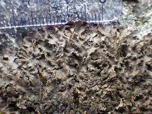  ( - O-L-196031)  @11 [ ] CreativeCommons - Attribution Non-Commercial (2017) Reidar Haugan University of Oslo, Natural History Museum