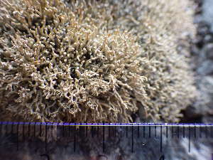  ( - O-L-196043)  @11 [ ] CreativeCommons - Attribution Non-Commercial (2017) Reidar Haugan University of Oslo, Natural History Museum