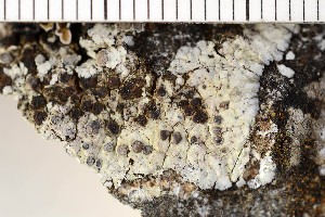  ( - O-L-196236a)  @11 [ ] CreativeCommons - Attribution Non-Commercial (2016) Einar Timdal University of Oslo, Natural History Museum