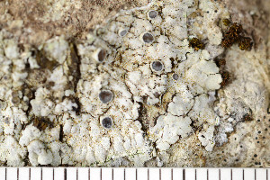  ( - O-L-196256a)  @11 [ ] CreativeCommons - Attribution Non-Commercial (2016) Einar Timdal University of Oslo, Natural History Museum