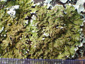  ( - O-L-196328)  @11 [ ] CreativeCommons - Attribution Non-Commercial (2014) Einar Timdal Natural History Museum, University of Oslo, Norway