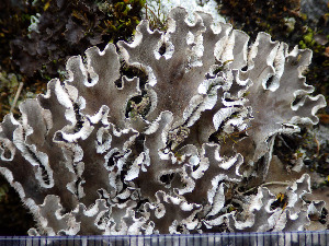  ( - O-L-196341)  @11 [ ] CreativeCommons - Attribution Non-Commercial (2015) Einar Timdal Natural History Museum, University of Oslo, Norway
