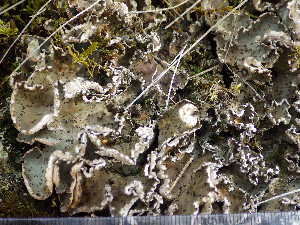  ( - O-L-196342)  @11 [ ] CreativeCommons - Attribution Non-Commercial (2015) Einar Timdal Natural History Museum, University of Oslo, Norway
