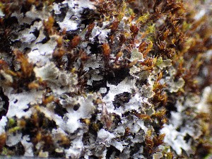  (Physconia muscigena - O-L-196344)  @11 [ ] CreativeCommons - Attribution Non-Commercial (2015) Einar Timdal Natural History Museum, University of Oslo, Norway