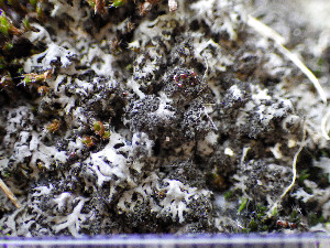  ( - O-L-196352)  @11 [ ] CreativeCommons - Attribution Non-Commercial (2015) Einar Timdal Natural History Museum, University of Oslo, Norway