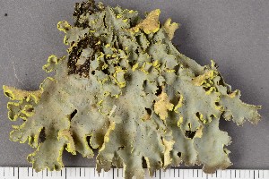  (Pseudocyphellaria aurata - O-L-196753)  @11 [ ] CreativeCommons - Attribution Non-Commercial Share-Alike (2017) Unspecified University of Oslo, Natural History Museum