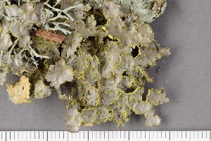  (Pseudocyphellaria citrina - O-L-196763)  @11 [ ] CreativeCommons - Attribution Non-Commercial Share-Alike (2017) Unspecified University of Oslo, Natural History Museum