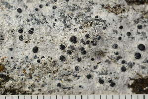 ( - O-L-198043)  @11 [ ] CreativeCommons - Attribution Non-Commercial (2017) Einar Timdal Natural History Museum, University of Oslo, Norway