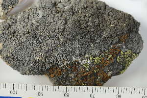  ( - O-L-198323)  @11 [ ] by-nc (2020) Einar Timdal Natural History Museum, University of Oslo, Norway