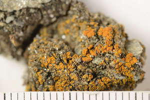  (Xanthocarpia tominii - O-L-198346)  @11 [ ] CreativeCommons - Attribution Non-Commercial (2019) Einar Timdal University of Oslo, Natural History Museum