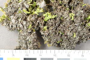 ( - O-L-198588)  @11 [ ] by-nc (2020) Einar Timdal Natural History Museum, University of Oslo, Norway