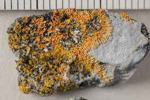  ( - O-L-198601)  @11 [ ] CreativeCommons - Attribution Non-Commercial (2017) Einar Timdal Natural History Museum, University of Oslo, Norway