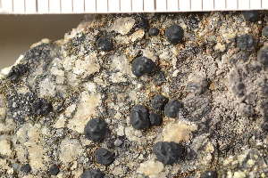  ( - O-L-198686)  @11 [ ] CreativeCommons - Attribution Non-Commercial (2018) Einar Timdal Natural History Museum, University of Oslo, Norway
