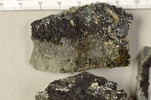  (Phaeophyscia endococcina - O-L-198738)  @11 [ ] CreativeCommons - Attribution Non-Commercial (2016) Trude Magnussen University of Oslo, Natural History Museum