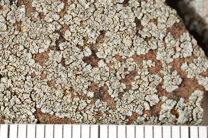  (Dimelaena radiata - O-L-198910)  @11 [ ] CreativeCommons - Attribution Non-Commercial (2016) Einar Timdal University of Oslo, Natural History Museum