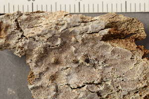  ( - O-L-199499)  @11 [ ] CreativeCommons - Attribution Non-Commercial (2019) Gunnhild Marthinsen University of Oslo, Natural History Museum