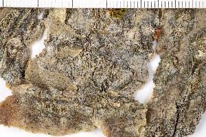  (Caloplaca borealis - O-L-200109)  @11 [ ] CreativeCommons - Attribution Non-Commercial (2016) Kristine Dobbe University of Oslo, Natural History Museum