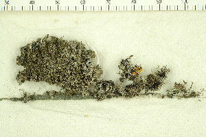  (Phaeophyscia constipata - O-L-200407)  @11 [ ] CreativeCommons - Attribution Non-Commercial (2016) Kristine Dobbe University of Oslo, Natural History Museum