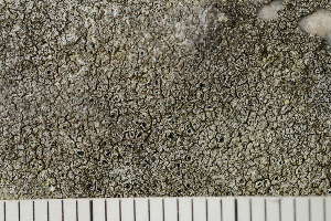  (Circinaria leprosescens - O-L-200630)  @11 [ ] CreativeCommons - Attribution Non-Commercial (2017) Einar Timdal Natural History Museum, University of Oslo, Norway