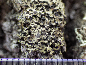  (Phaeophyscia ciliata - O-L-200889)  @11 [ ] CreativeCommons - Attribution Non-Commercial (2016) Einar Timdal University of Oslo, Natural History Museum