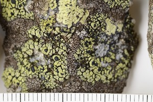  (Rhizocarpon viridiatrum - O-L-201218)  @11 [ ] CreativeCommons - Attribution Non-Commercial Share-Alike (2017) Unspecified University of Oslo, Natural History Museum