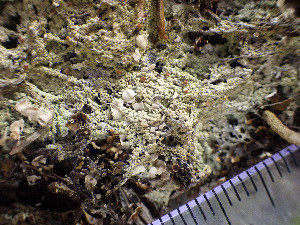  ( - O-L-201257)  @11 [ ] CreativeCommons - Attribution Non-Commercial (2016) Mika Bendiksby University of Oslo, Natural History Museum