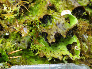  ( - O-L-201315)  @11 [ ] CreativeCommons - Attribution Non-Commercial (2016) Einar Timdal University of Oslo, Natural History Museum