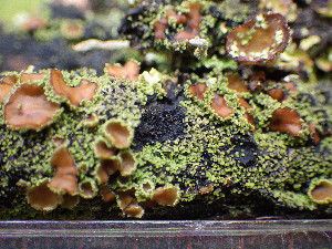  ( - O-L-201317)  @11 [ ] CreativeCommons - Attribution Non-Commercial (2016) Einar Timdal University of Oslo, Natural History Museum