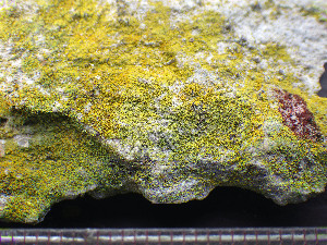  ( - O-L-201322)  @11 [ ] CreativeCommons - Attribution Non-Commercial (2016) Einar Timdal University of Oslo, Natural History Museum